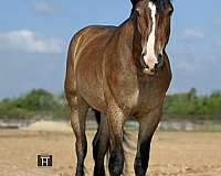 ridden-english-draft-horse