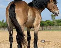ranch-work-draft-horse