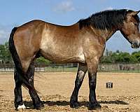 ridden-western-draft-horse