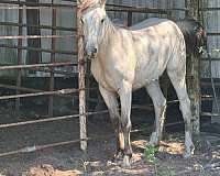 gypsy-vanner-horse-for-sale