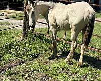 gypsy-vanner-filly