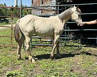 filly