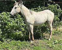 athletic-quarter-horse