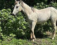 ranch-quarter-horse