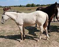 working-quarter-horse
