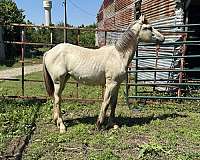 halter-quarter-horse
