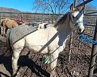 black-quarter-horse-filly