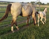 buckskin-quarter-horse-filly