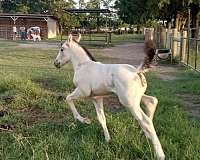 roan-quarter-horse-filly