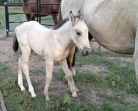 white-quarter-horse-filly