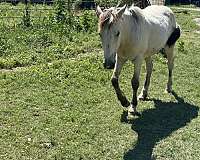 ranch-work-quarter-horse