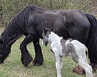 tobiano-colt-gelding