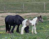 tobiano-colt-gelding-for-sale