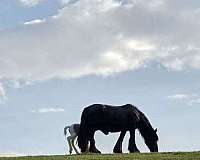 gypsy-vanner-colt
