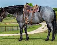 athletic-draft-horse