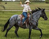 draft-horse