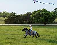 husband-safe-draft-horse
