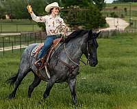 flashy-draft-horse