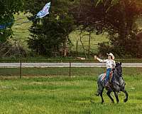 ranch-draft-horse