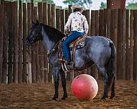 trail-riding-draft-horse
