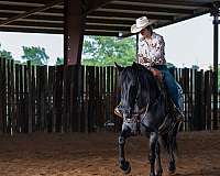 trail-draft-horse