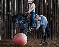 western-riding-draft-horse