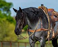 working-cattle-draft-horse