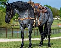 youth-draft-horse