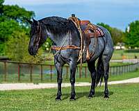 blue-roan-draft-mare