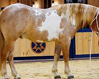 athletic-gypsy-vanner-horse