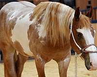 beginner-gypsy-vanner-horse