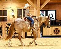 cross-gypsy-vanner-horse