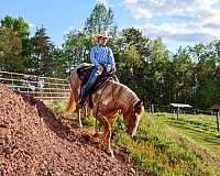 flashy-gypsy-vanner-horse