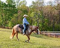 kid-safe-gypsy-vanner-horse