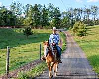 ranch-gypsy-vanner-horse