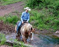 ranch-work-gypsy-vanner-horse