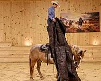 trail-gypsy-vanner-horse
