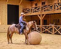 trail-riding-gypsy-vanner-horse
