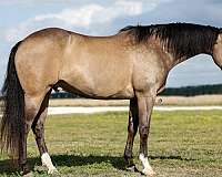 all-around-quarter-horse