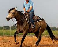 athletic-quarter-horse