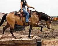 flashy-quarter-horse