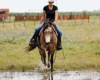 performance-quarter-horse