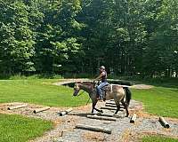ranch-versatility-quarter-horse