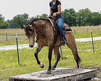 reining-quarter-horse
