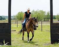show-quarter-horse