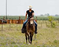 trail-quarter-horse
