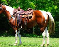 all-around-paint-horse