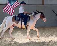 tobiano-dun-marking-horse