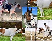 bullwhip-paint-horse