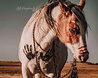 dun-gelding-paint-horse